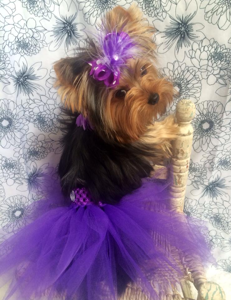 I look SO beautiful in my Gucci Harness from Teacup Tutu Charm :) I am  styling!!!! www.teacuptutucharm.com x…